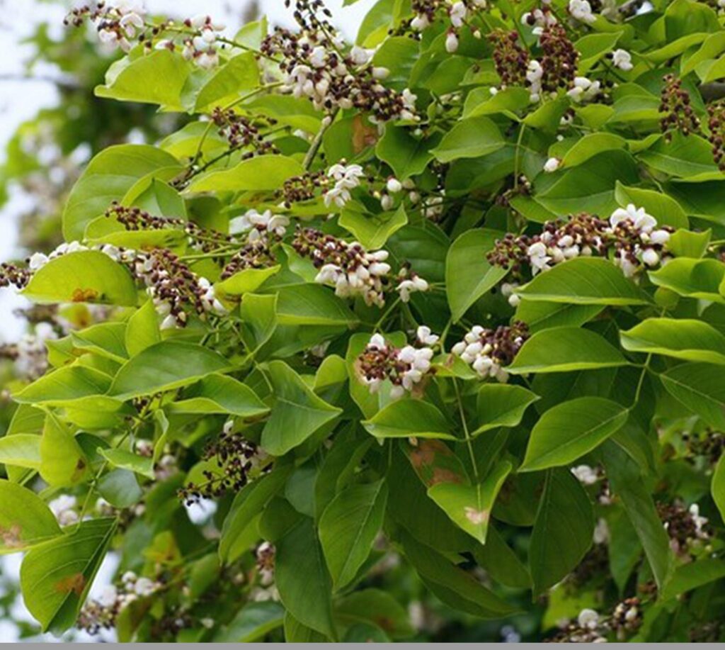 Karanj tree