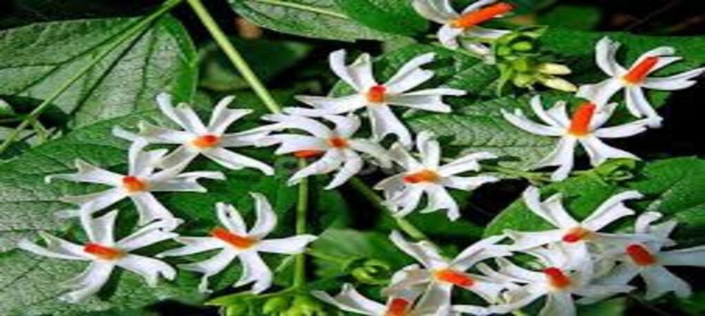 पारिजात या हरसिंगार पौधे || Parijat or Harsingar plant || के औषधीय गुणों के बारे में जानकारी
