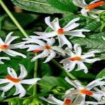 पारिजात या हरसिंगार पौधे || Parijat or Harsingar plant || के औषधीय गुणों के बारे में जानकारी